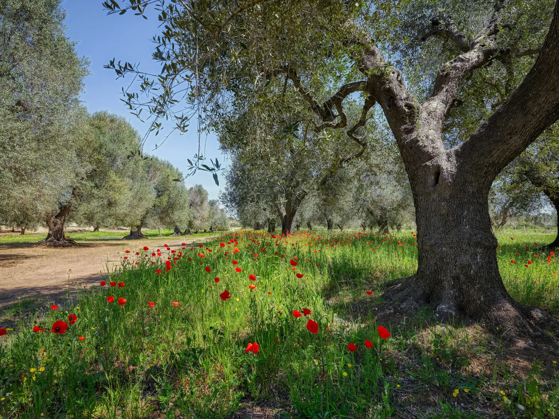 Olive Trees, Apulien, Italy